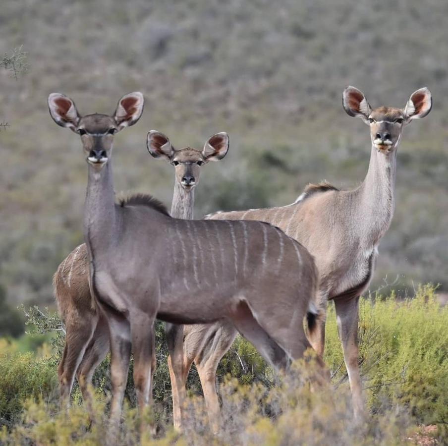 African Game Lodge Montagu Exterior photo