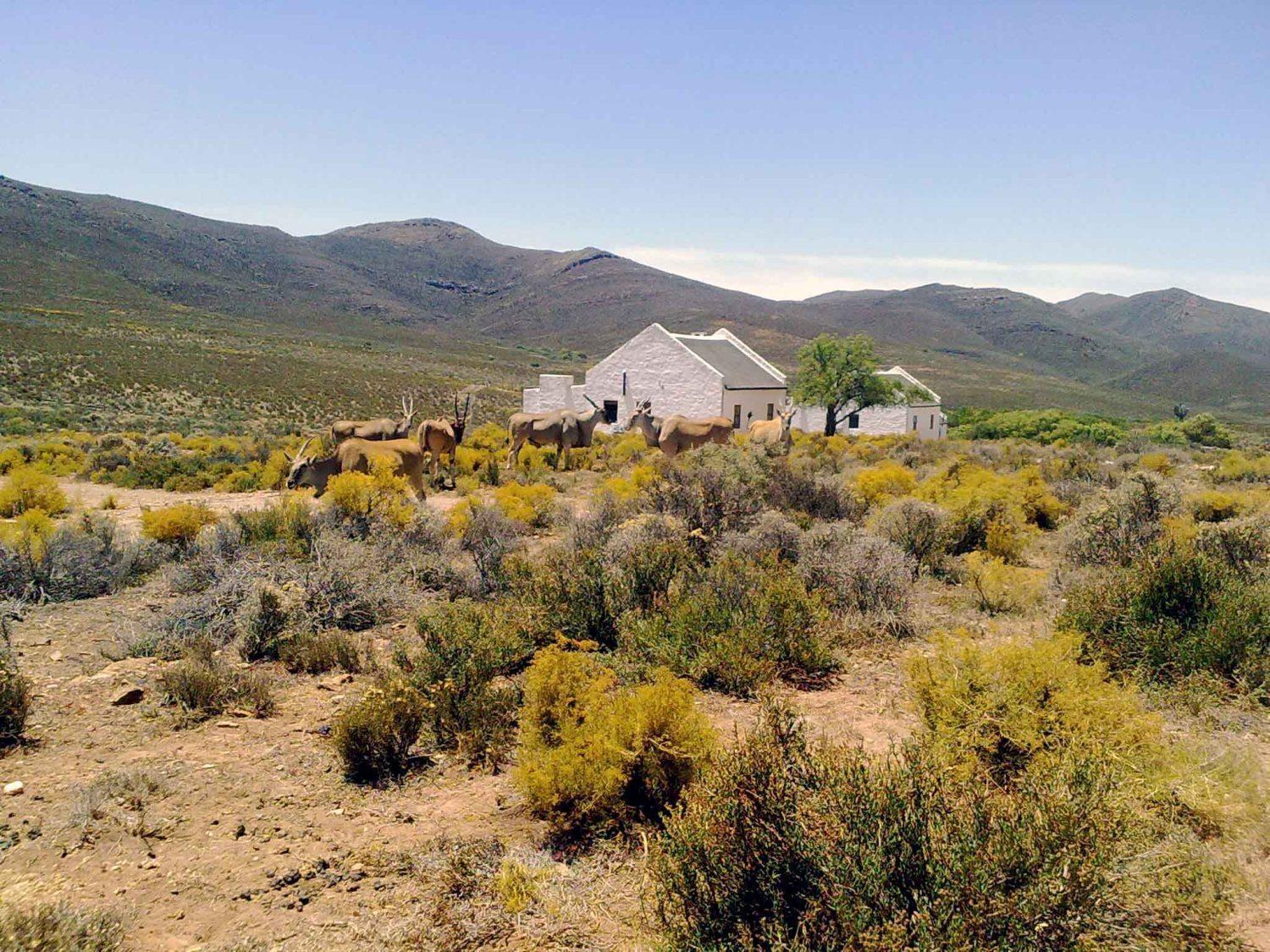 African Game Lodge Montagu Exterior photo